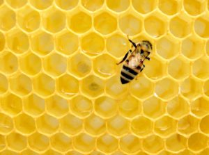 A close-up of a honeybee on a bright yellow honeycomb, showcasing the intricate hexagonal wax cells and the bee's detailed body