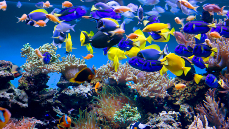 Colorful tropical fish swimming around coral reef in a vibrant aquarium scene